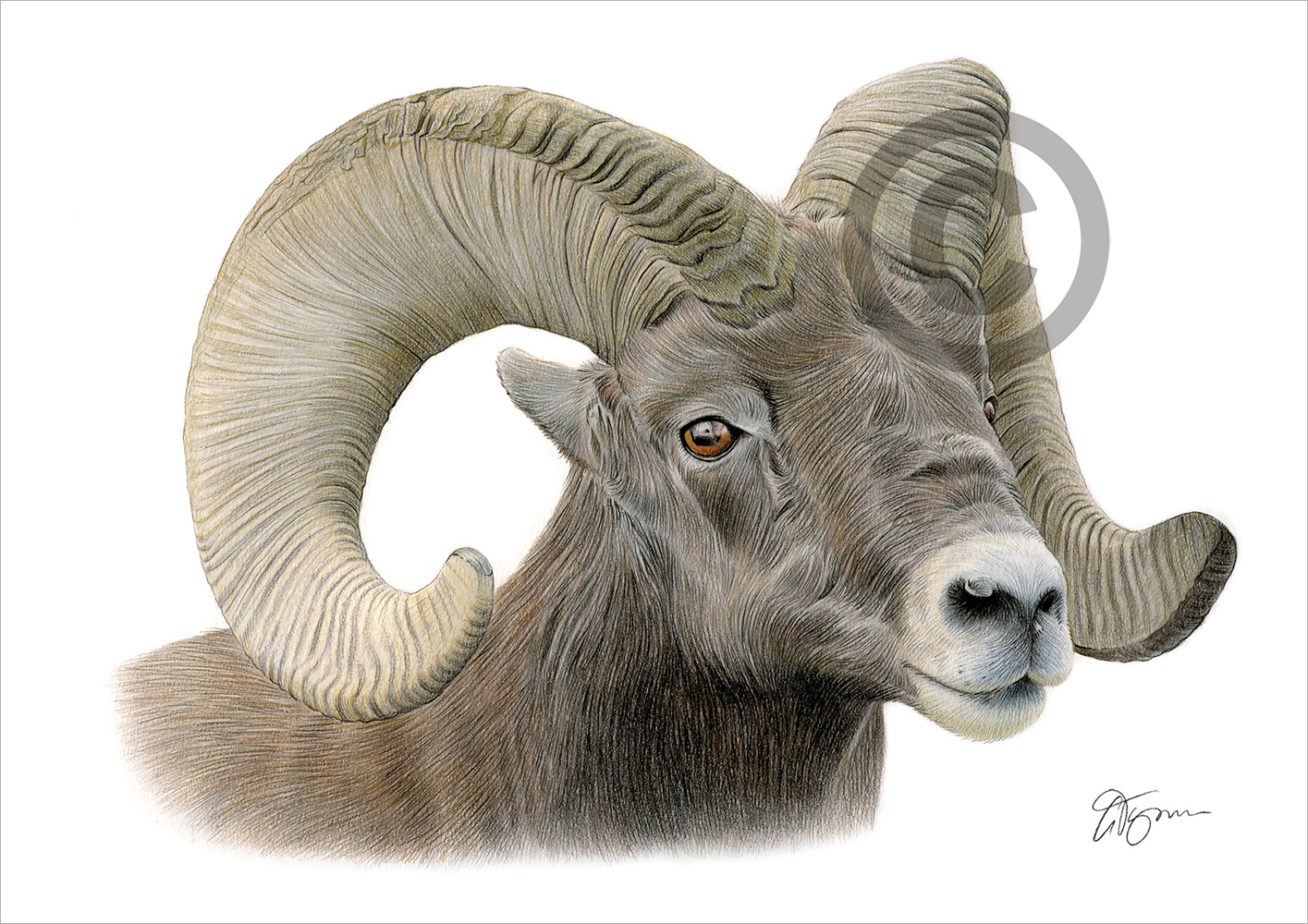Colour pencil drawing of a bighorn ram by artist Gary Tymon