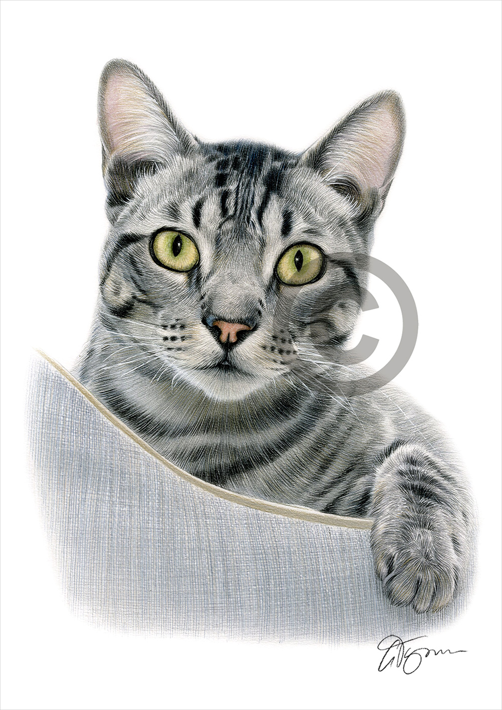 Colour pencil drawing of a cat in its basket by artist Gary Tymon