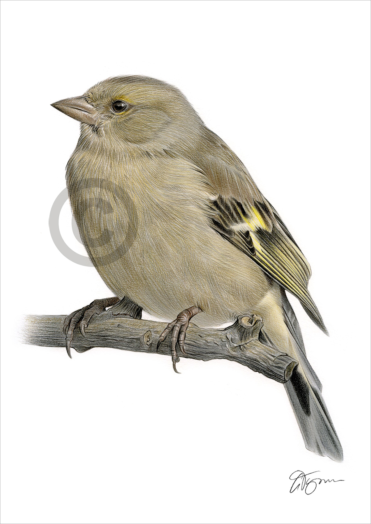 Colour pencil drawing of a female chaffinch by artist Gary Tymon