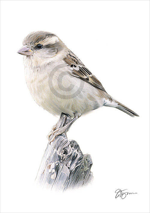 Colour pencil drawing of a female Sparrow