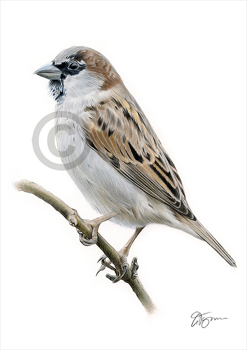 Colour pencil drawing of a male Sparrow