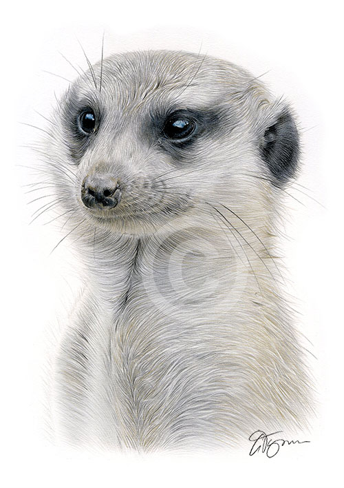 Colour pencil drawing of a meerkat
