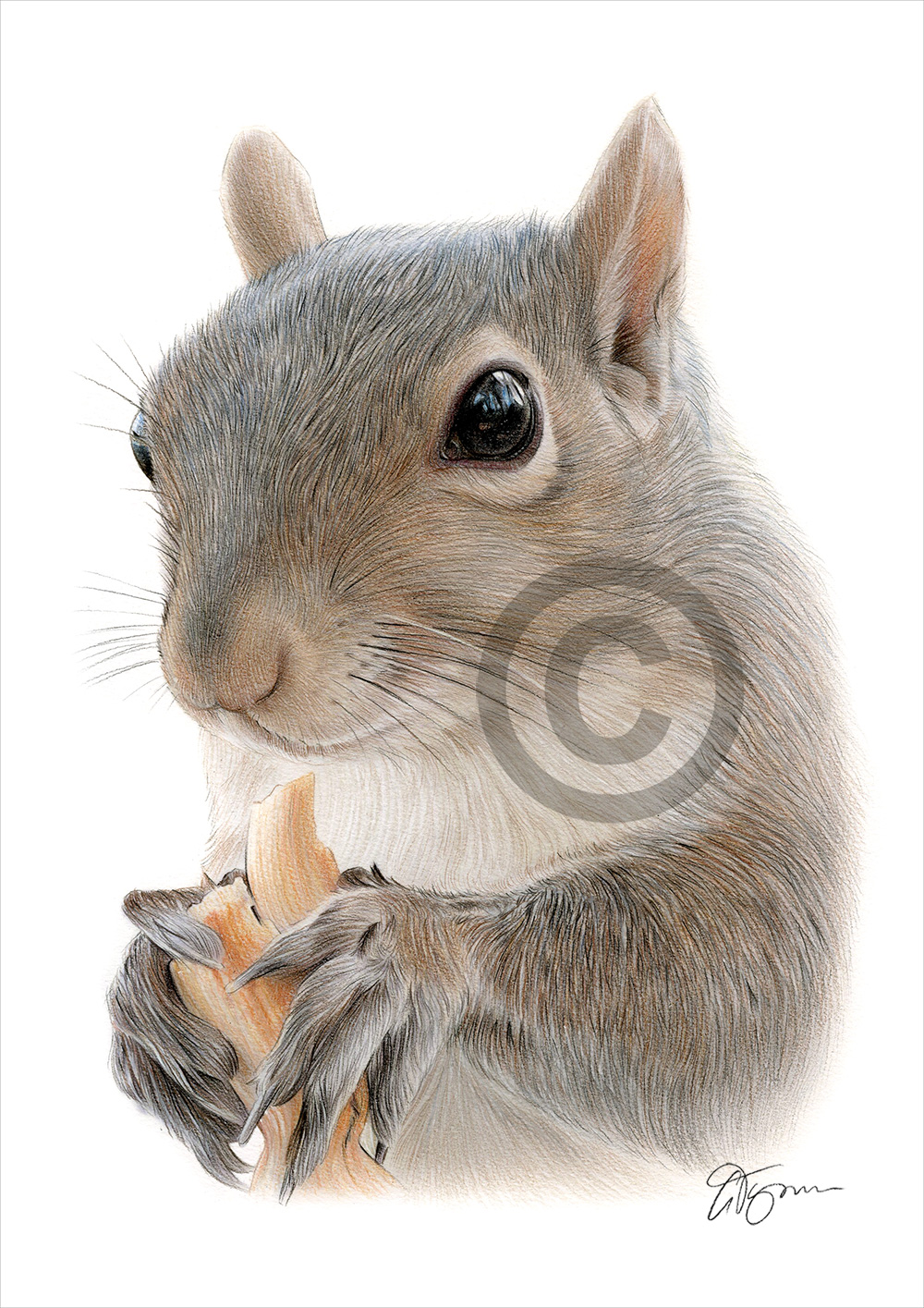 Colour pencil drawing of a squirrel by artist Gary Tymon