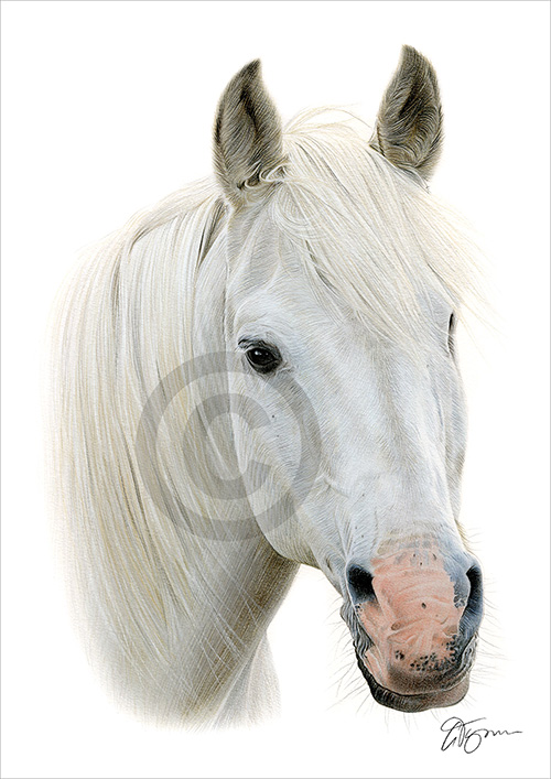 Colour pencil drawing of a white Horse