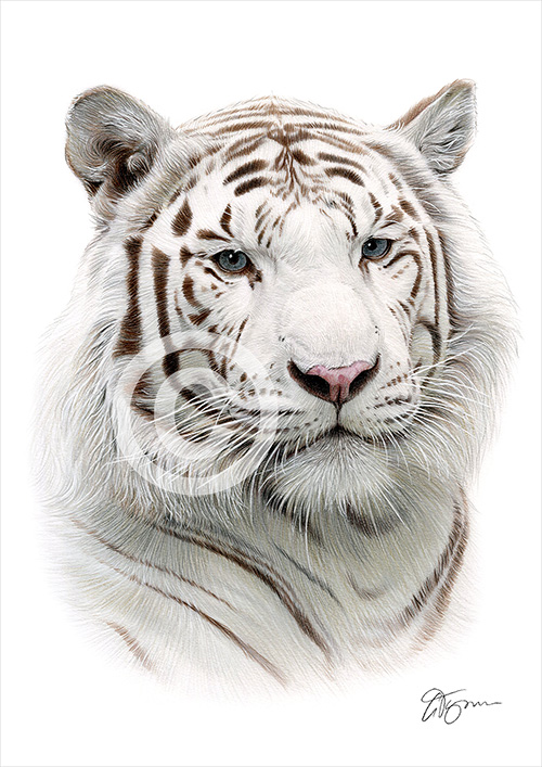 Colour pencil drawing of a white tiger
