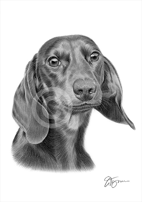 Pencil drawing of a young dachshund