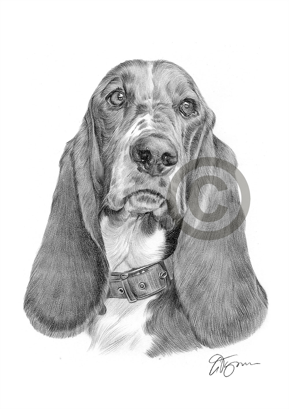 Pencil drawing of a Basset Hound by artist Gary Tymon