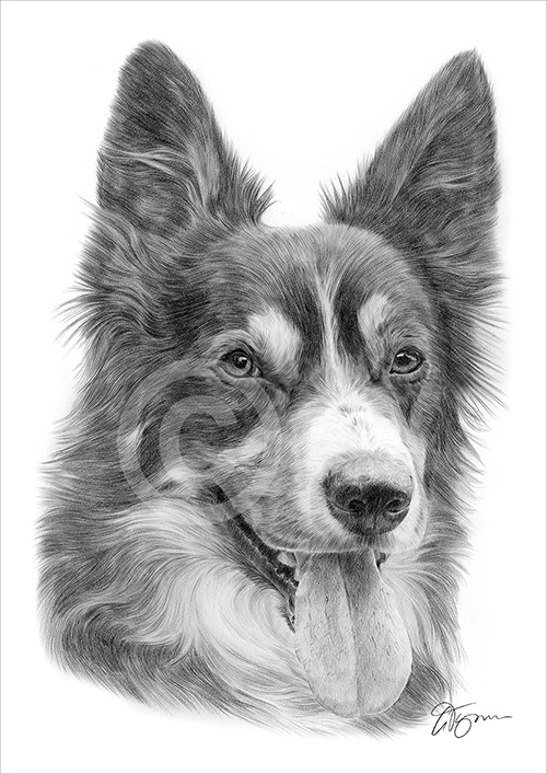 Pencil drawing of an adult Border Collie