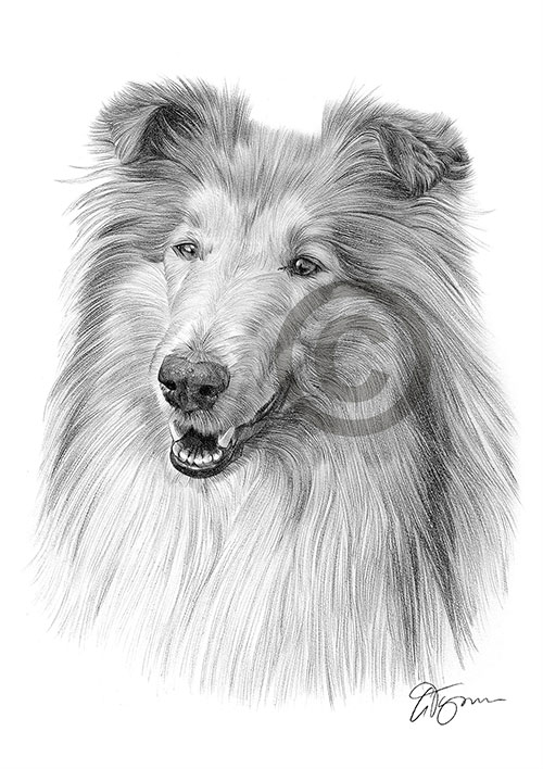 Pencil drawing of a Rough Collie