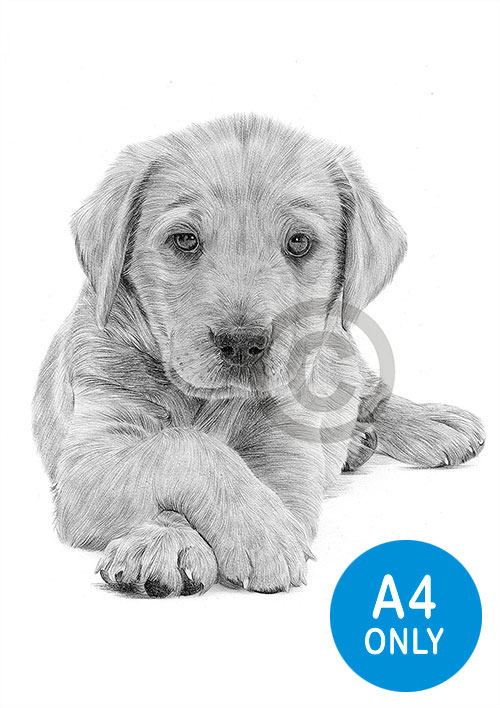 Pencil drawing of a young Labrador Retriever puppy