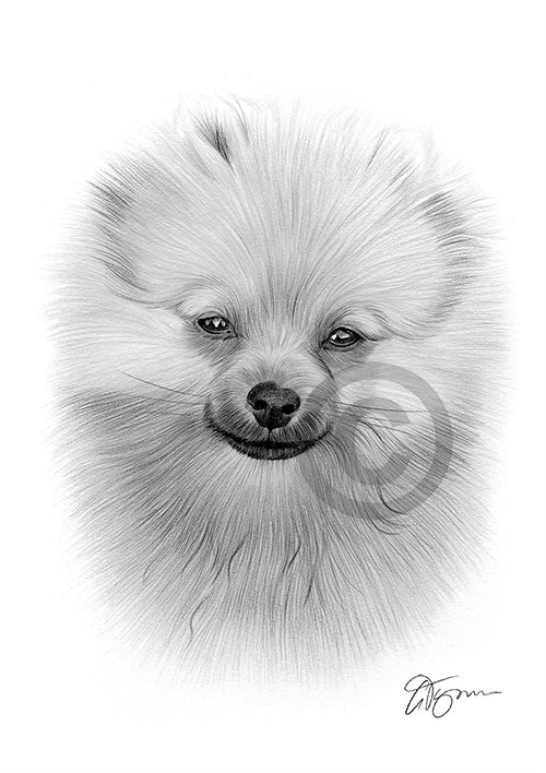 Pencil drawing of a young Pomeranian puppy