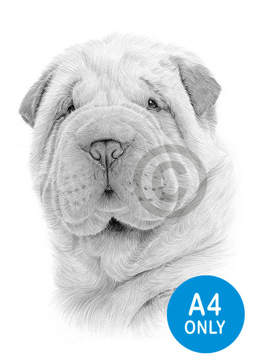Pencil drawing of a Shar Pei puppy