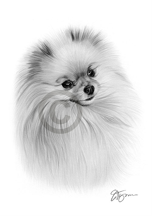 Pencil drawing of an adult Pomeranian