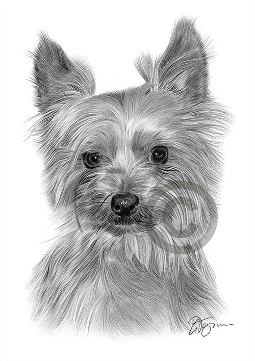 Pencil drawing portrait of a Yorkshire Terrier