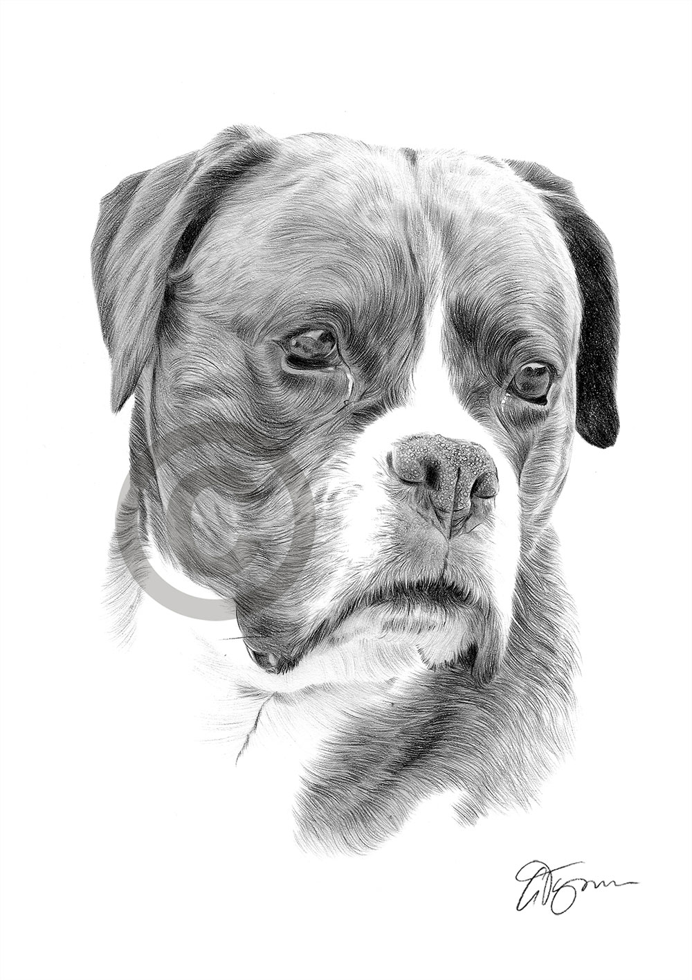 Pencil drawing of a Boxer by artist Gary Tymon
