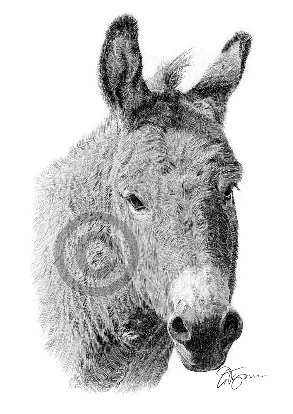 Pencil drawing of a donkey by artist Gary Tymon