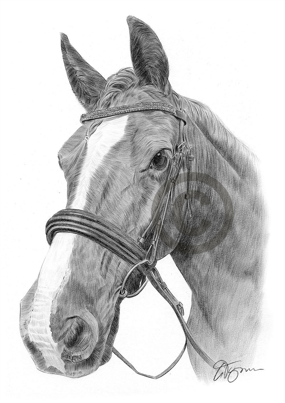 Pencil drawing of a stallion horse by artist Gary Tymon