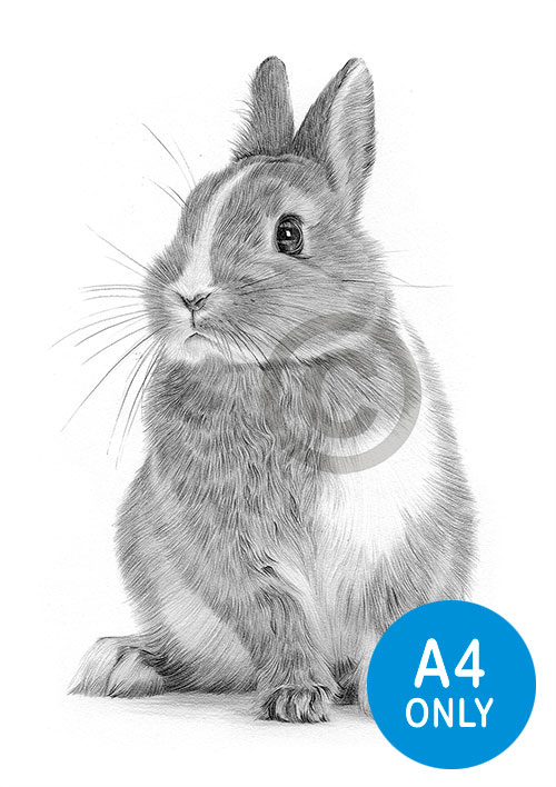 Pencil drawing of a bunny rabbit