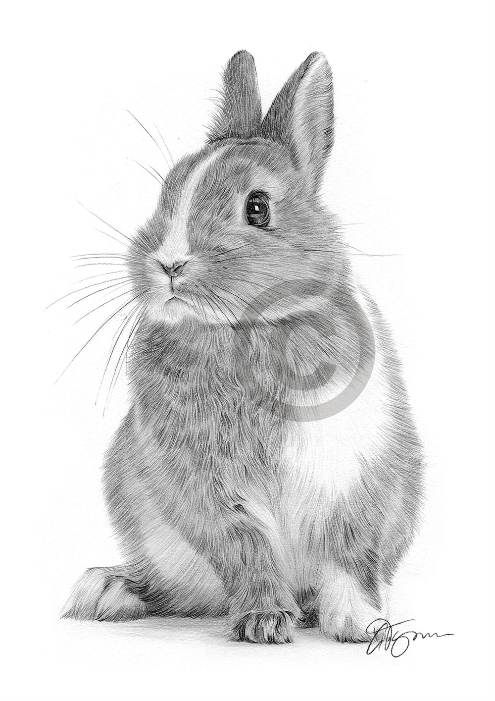 Pencil drawing of a bunny rabbit by artist Gary Tymon