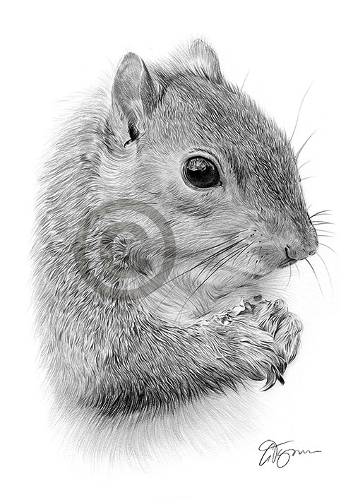 Pencil drawing of a grey squirrel
