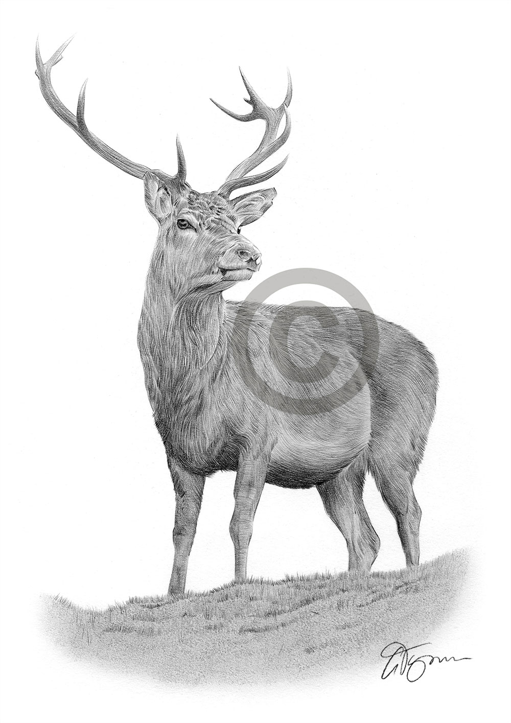 Pencil drawing of a red deer by UK artist Gary Tymon