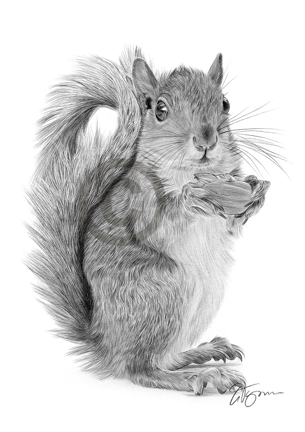 Pencil drawing of a red squirrel by artist Gary Tymon