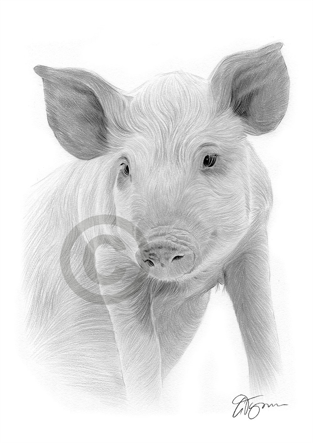 Pencil drawing of a pig by artist Gary Tymon
