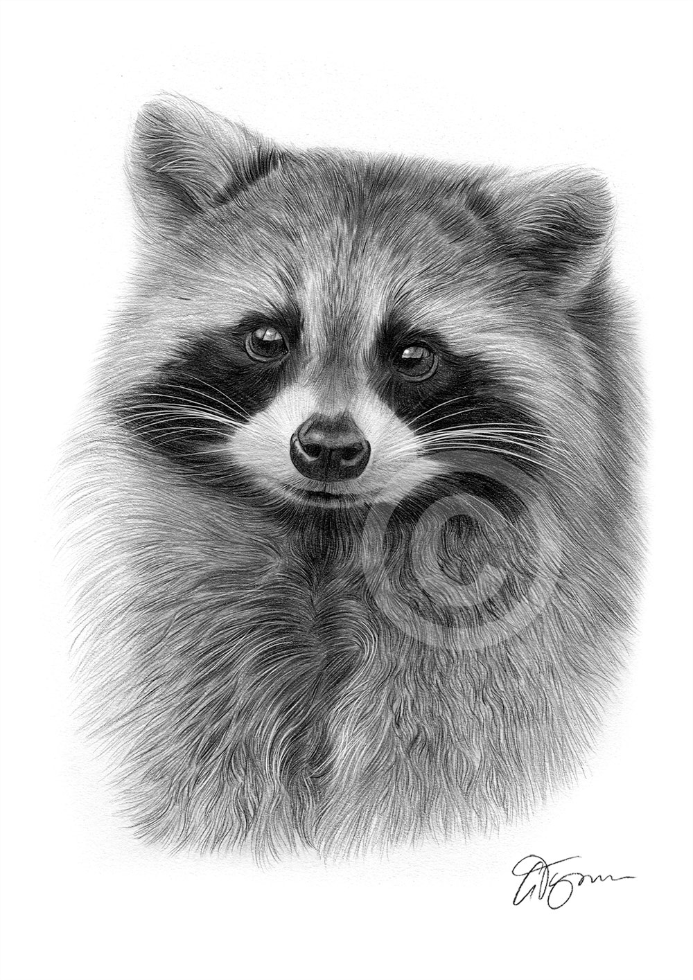 Pencil drawing of a young raccoon by artist Gary Tymon