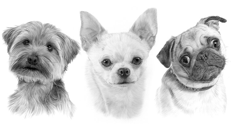 Print gallery for the toy dog breed