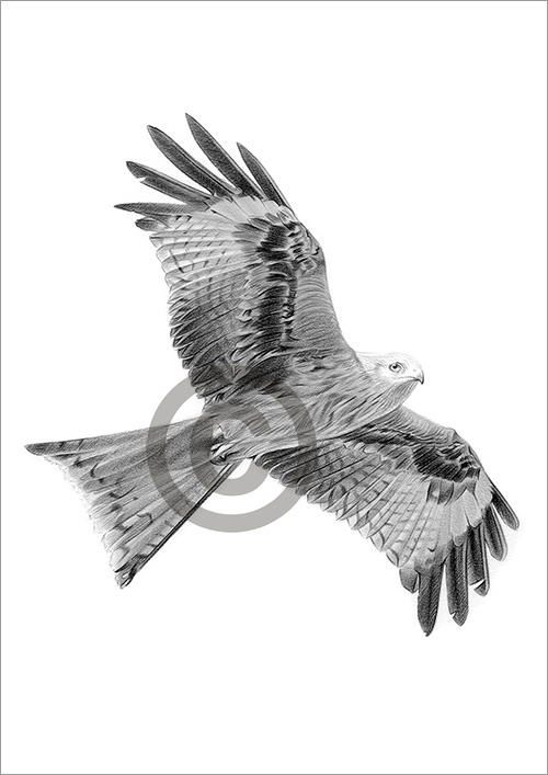 Digital Download of a Red Kite