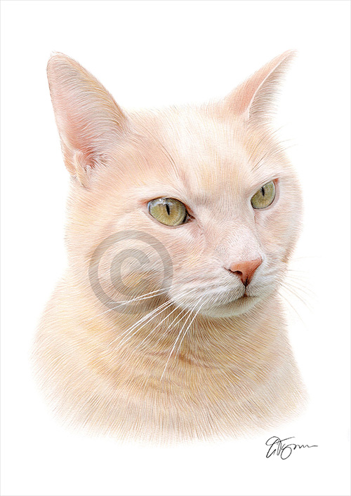 Pencil drawing commission of a beige cat