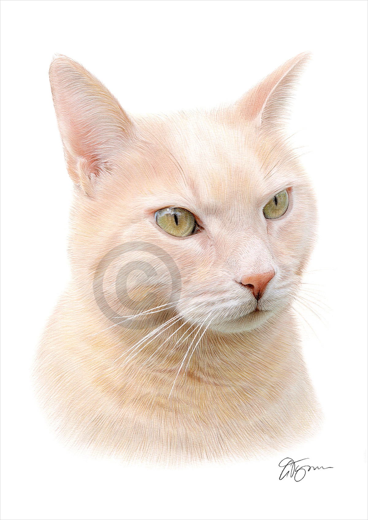 Pencil drawing of a biege cat Pencil drawing commission of a biege cat by artist Gary Tymon