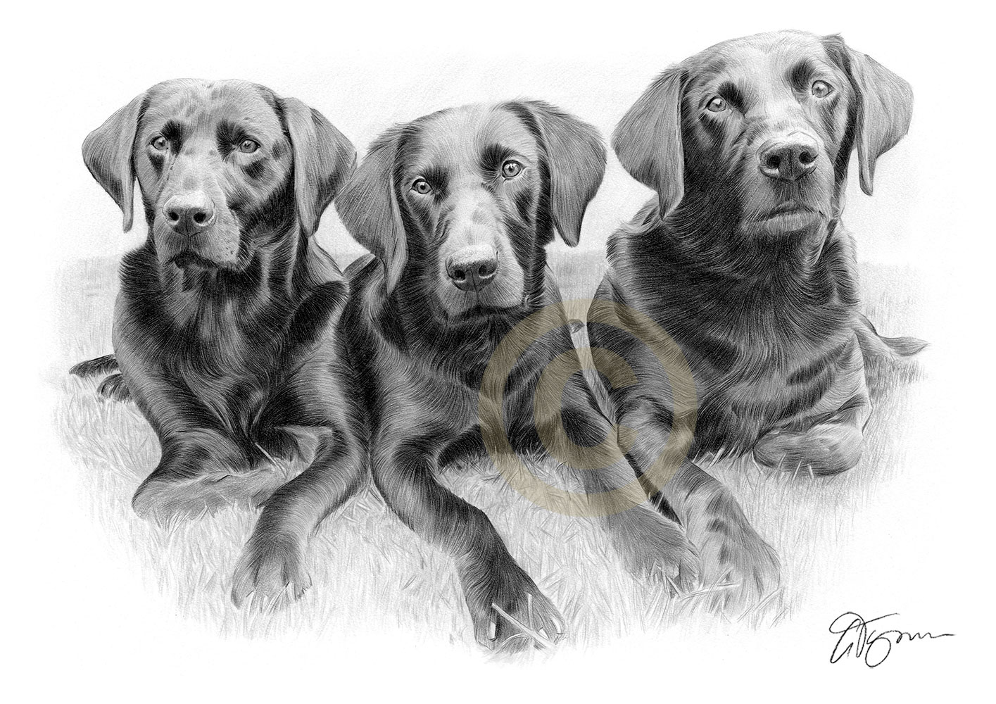 Pencil drawing of three black labradors Pencil drawing commission of three black labradors by artist Gary Tymon