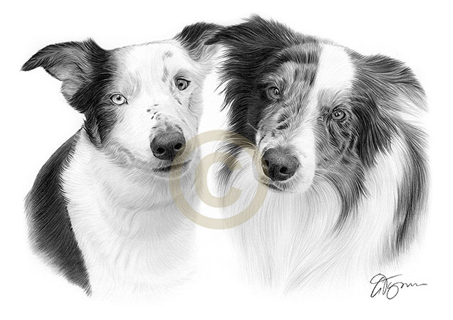 Pet portrait commission of two blue merle border collies