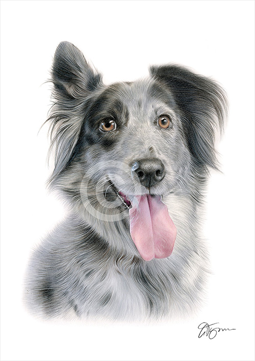 Pencil drawing portrait of a Blue Merle Collie