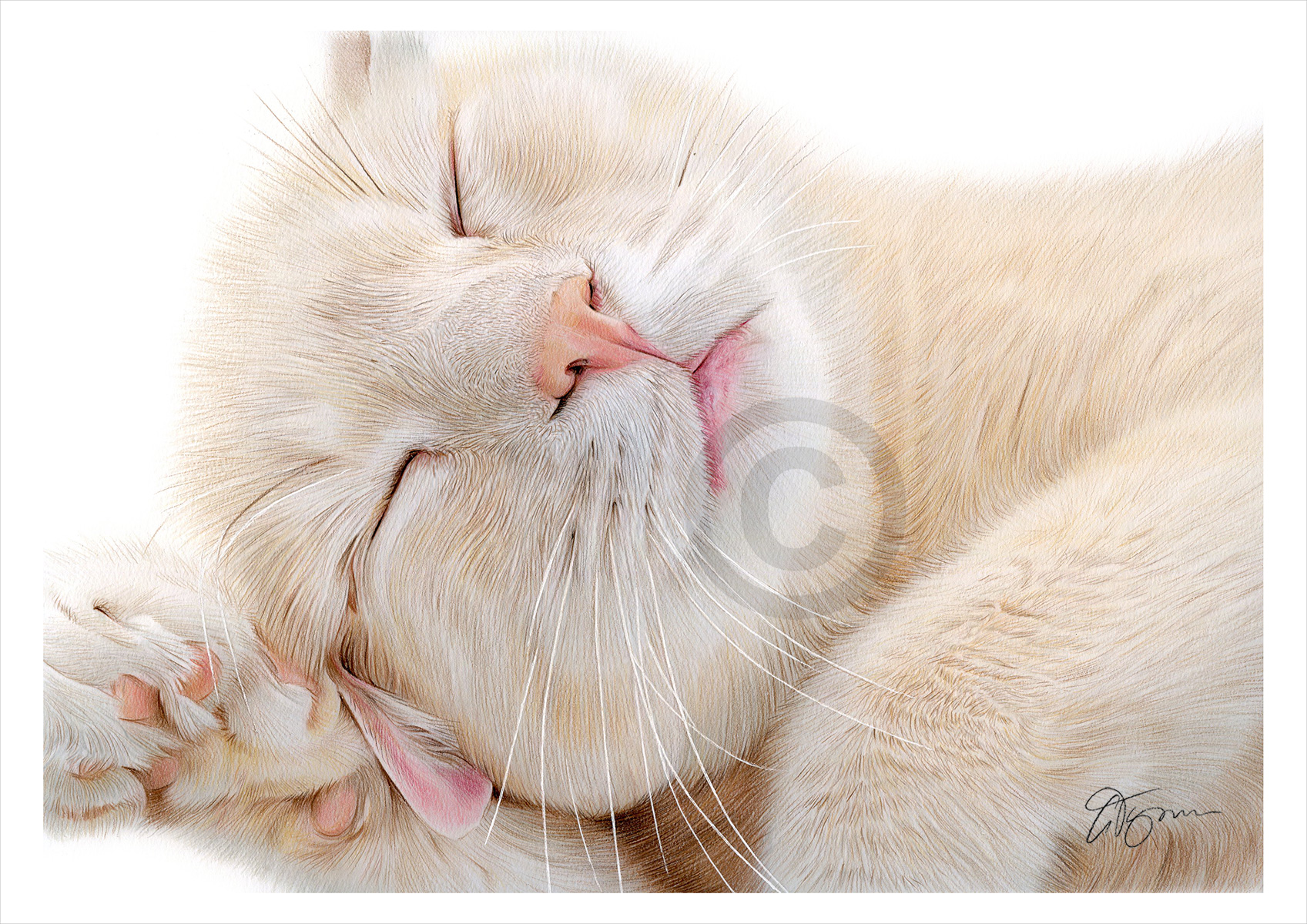 Pencil drawing commission of a cat sleeping by artist Gary Tymon