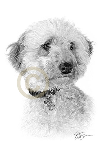 Pet portrait of a cavoodle called Moss