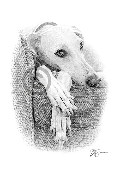 Pet portrait of a greyhound on a sofa