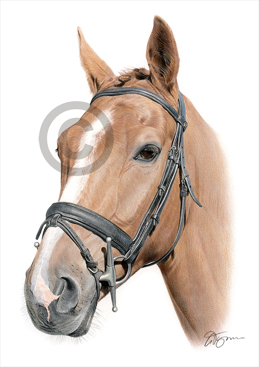 Pencil drawing of a horse in colour Pencil drawing commission of a horse in colour by artist Gary Tymon