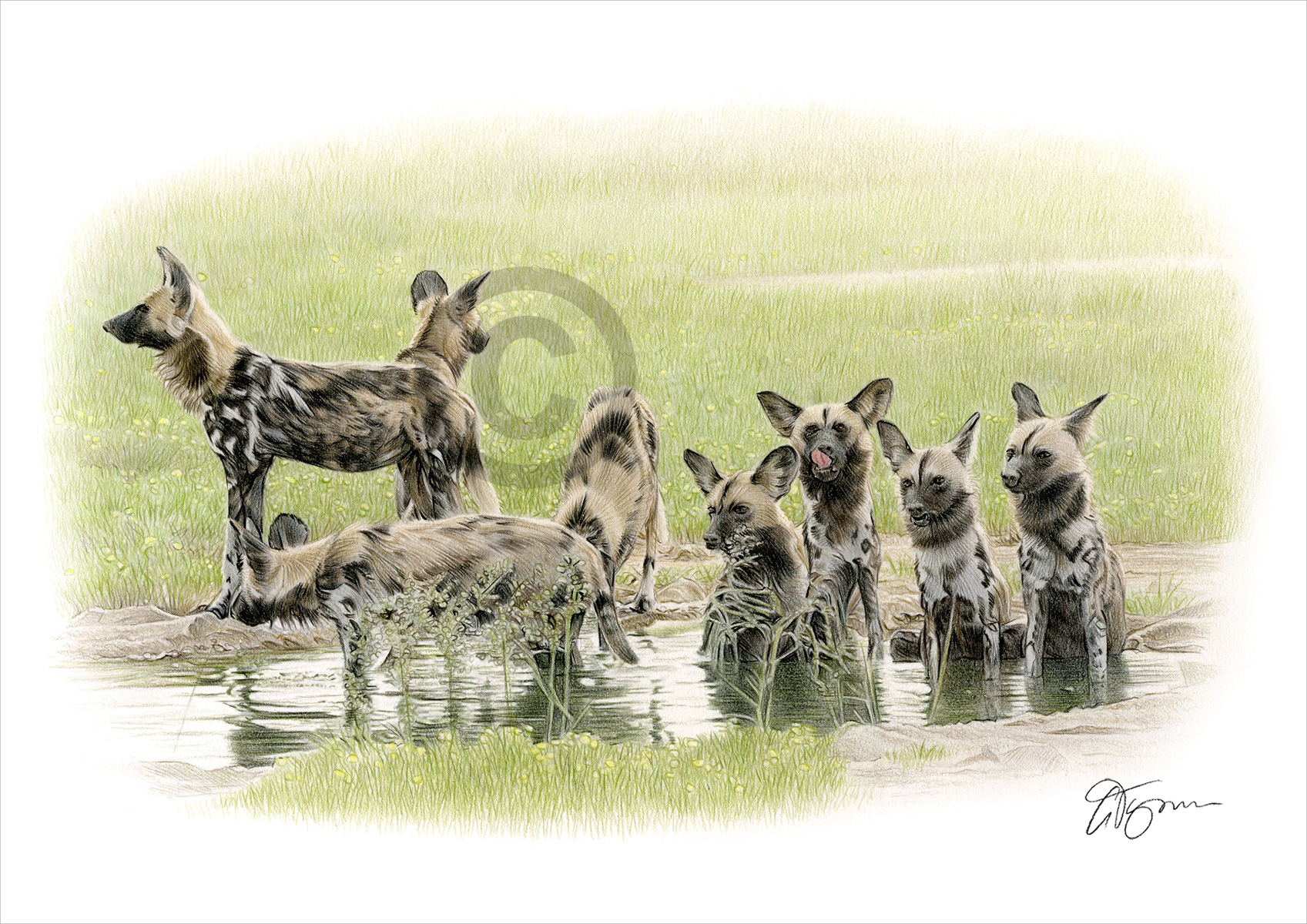 Pencil drawing of a group of painted dogs Pencil drawing commission of a group of painted dogs by artist Gary Tymon