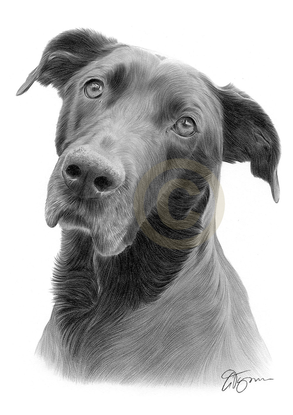 Pencil drawing of Raikan Pencil drawing commission of a rescue dog called Raikan by artist Gary Tymon