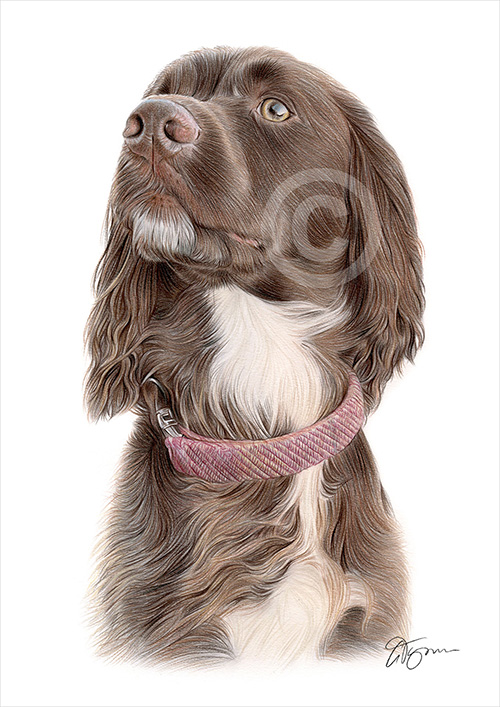 Pet portrait commission of red Spaniel