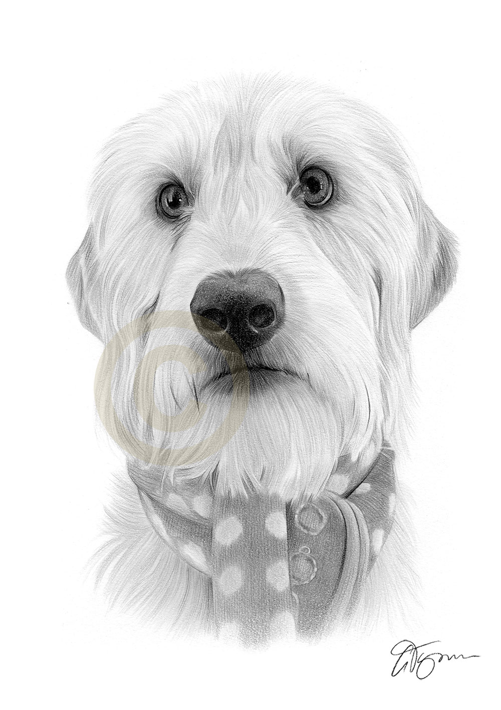 Pet portrait commission of a dog called Sandie by artist Gary Tymon