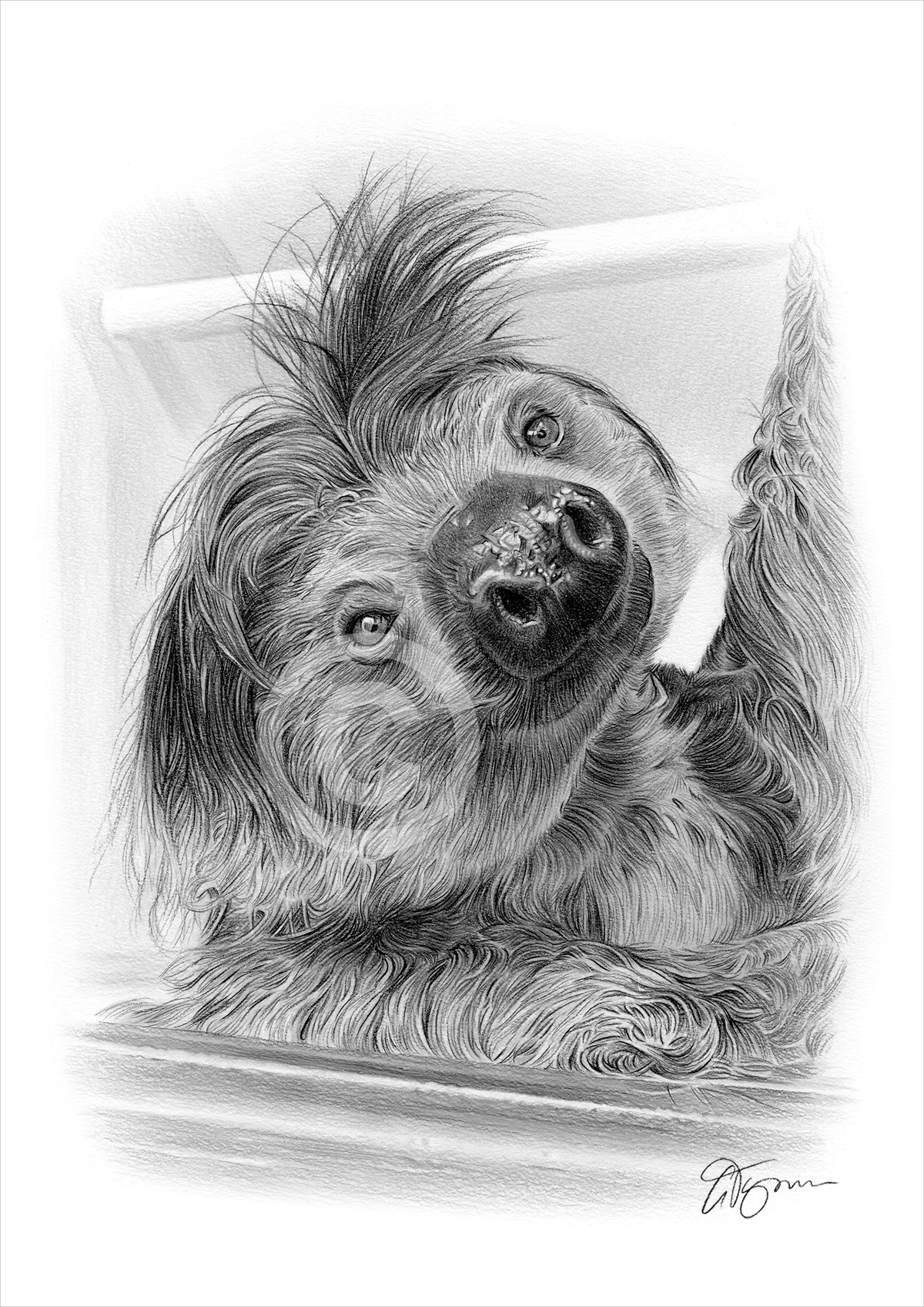 Pencil drawing of a sloth Pencil drawing commission of a sloth by artist Gary Tymon