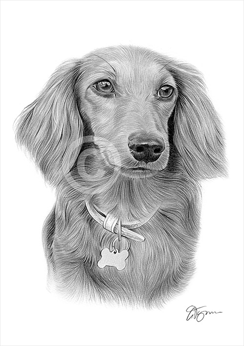 Pencil portrait of a young spaniel