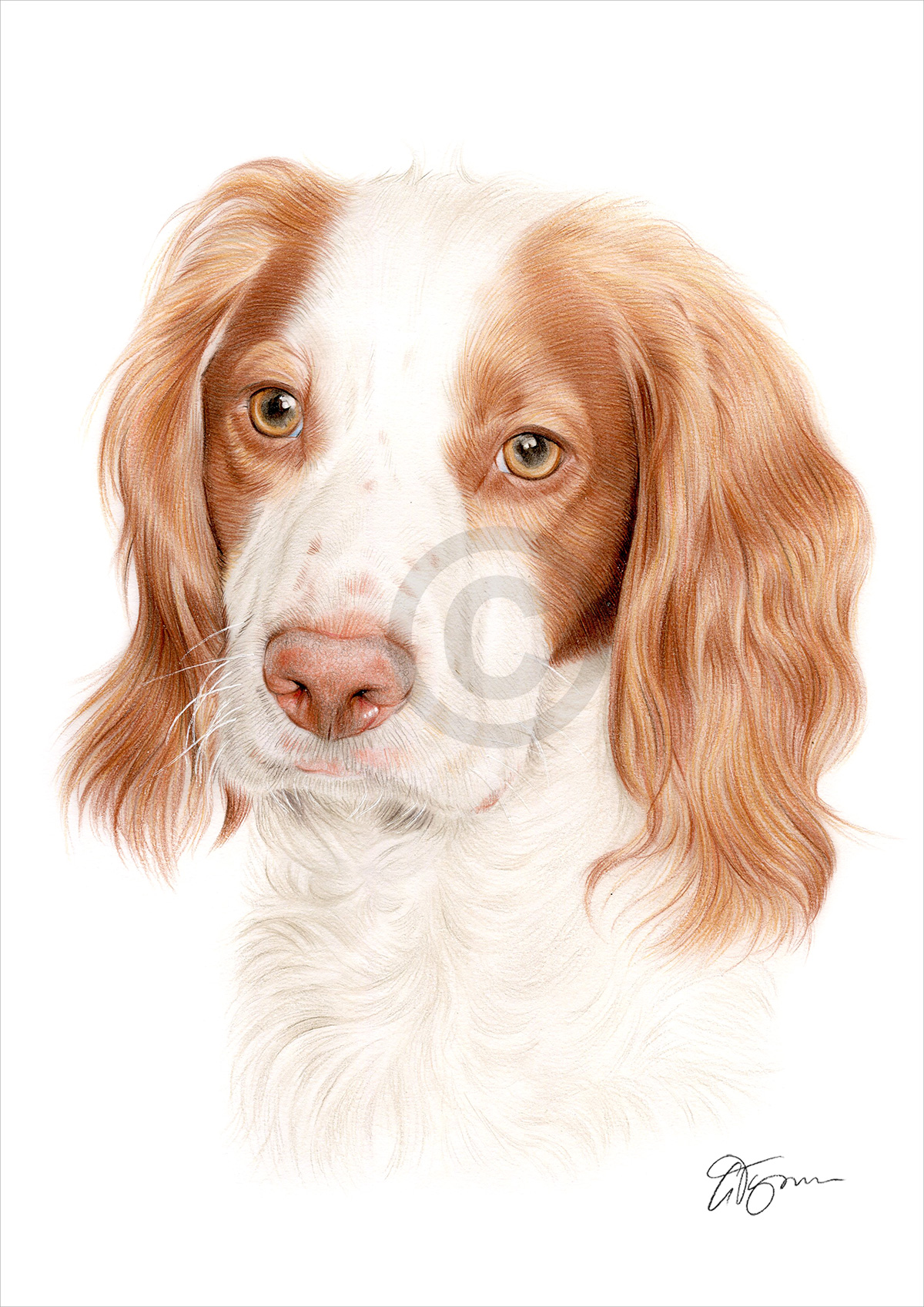 Pet portrait commission of a spaniel by artist Gary Tymon
