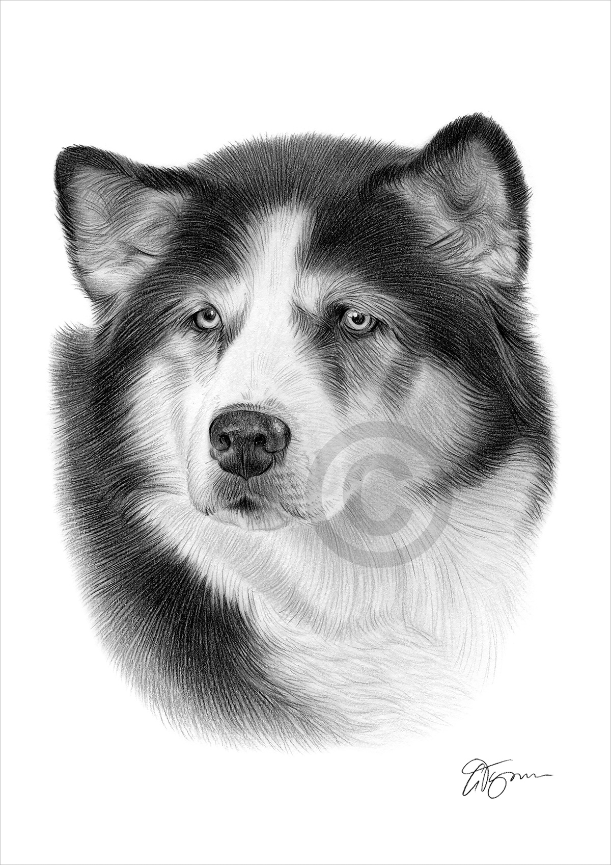 Pet portrait of a dog called Tilly Pet portrait commission of a dog called Tilly by artist Gary Tymon