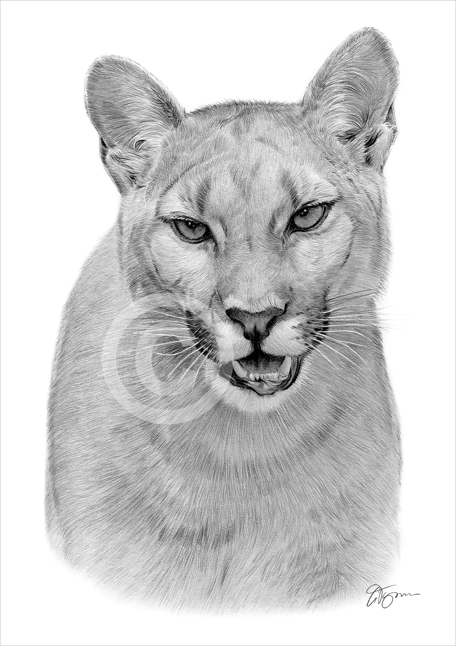 Pencil drawing of a big cat Cougar