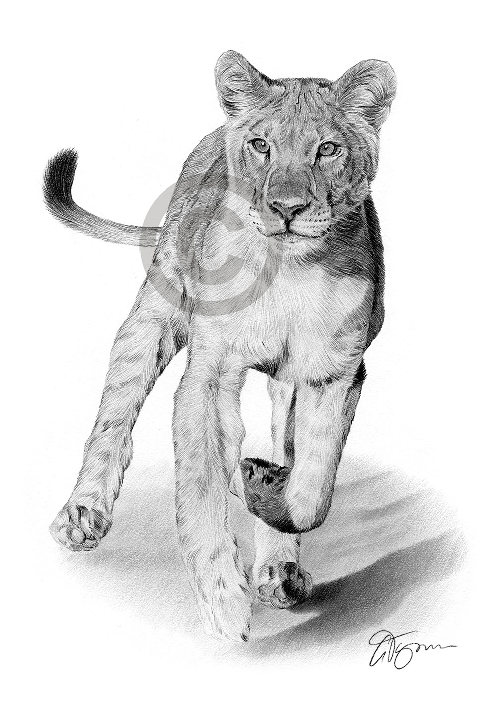 Lion running pencil drawing