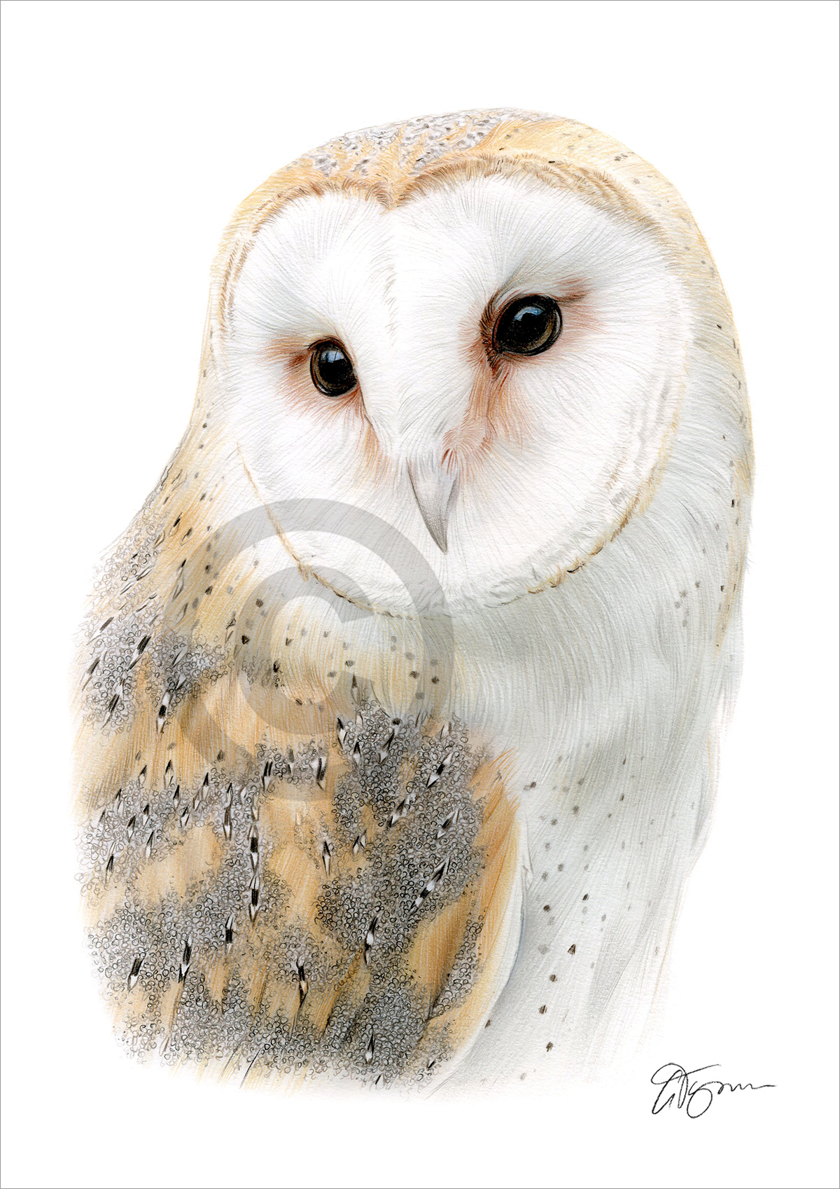 Barn Owl colour drawing